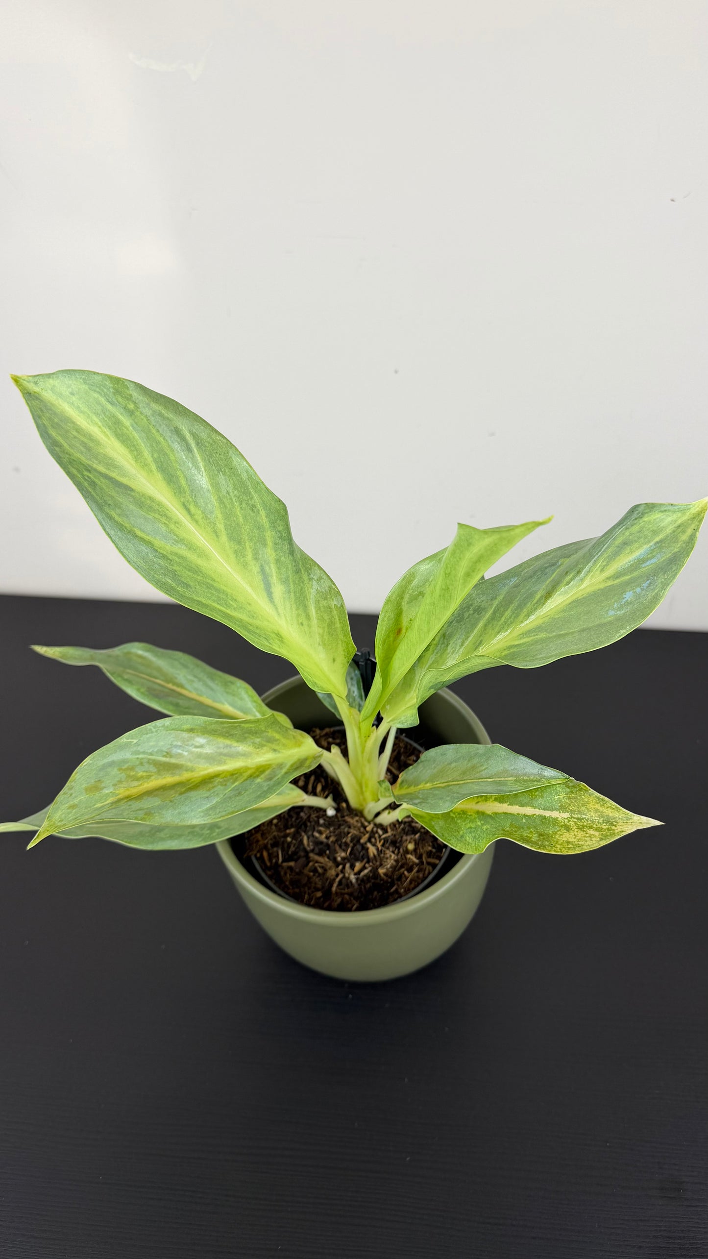 Aglaonema Aqua Green
