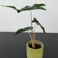Alocasia Longiloba Dwarf