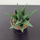 Haworthia 2