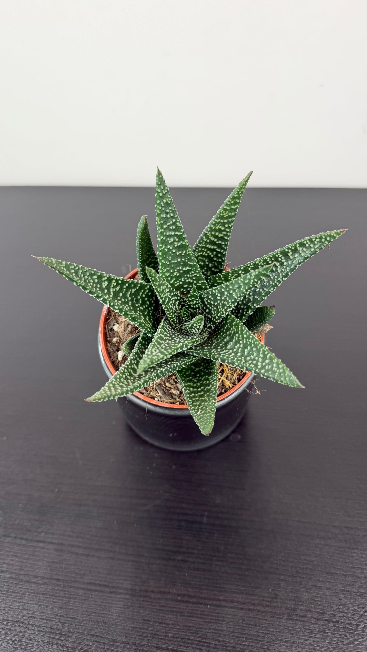 Haworthia 2
