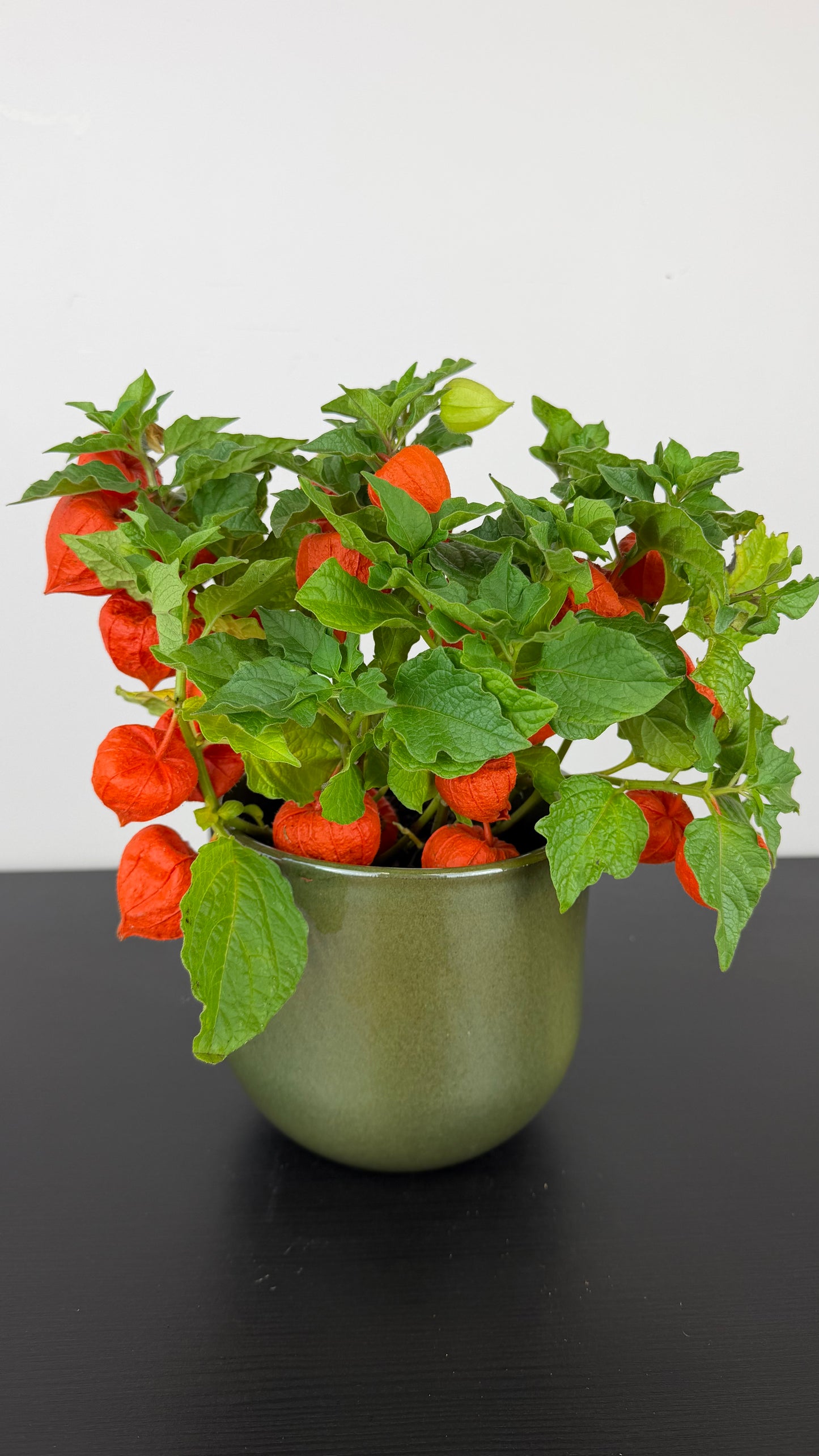 Physalis alkekengi
