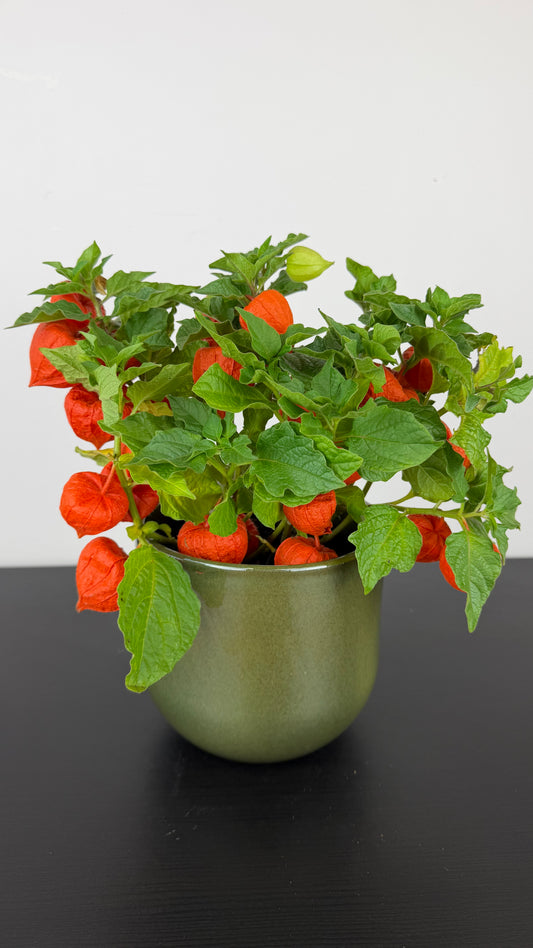 Physalis alkekengi