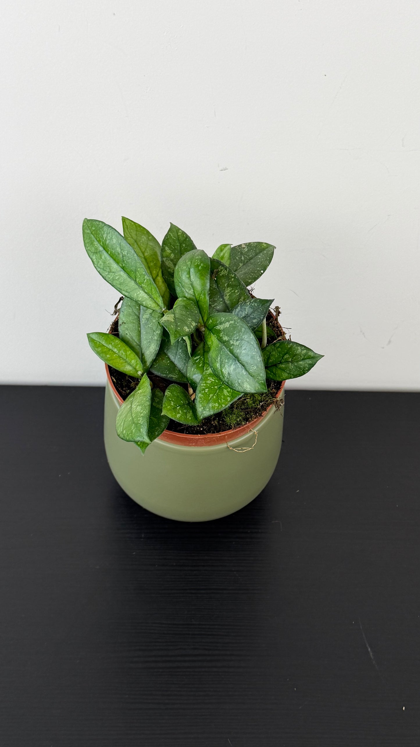 Hoya Crassipetiolata Splash