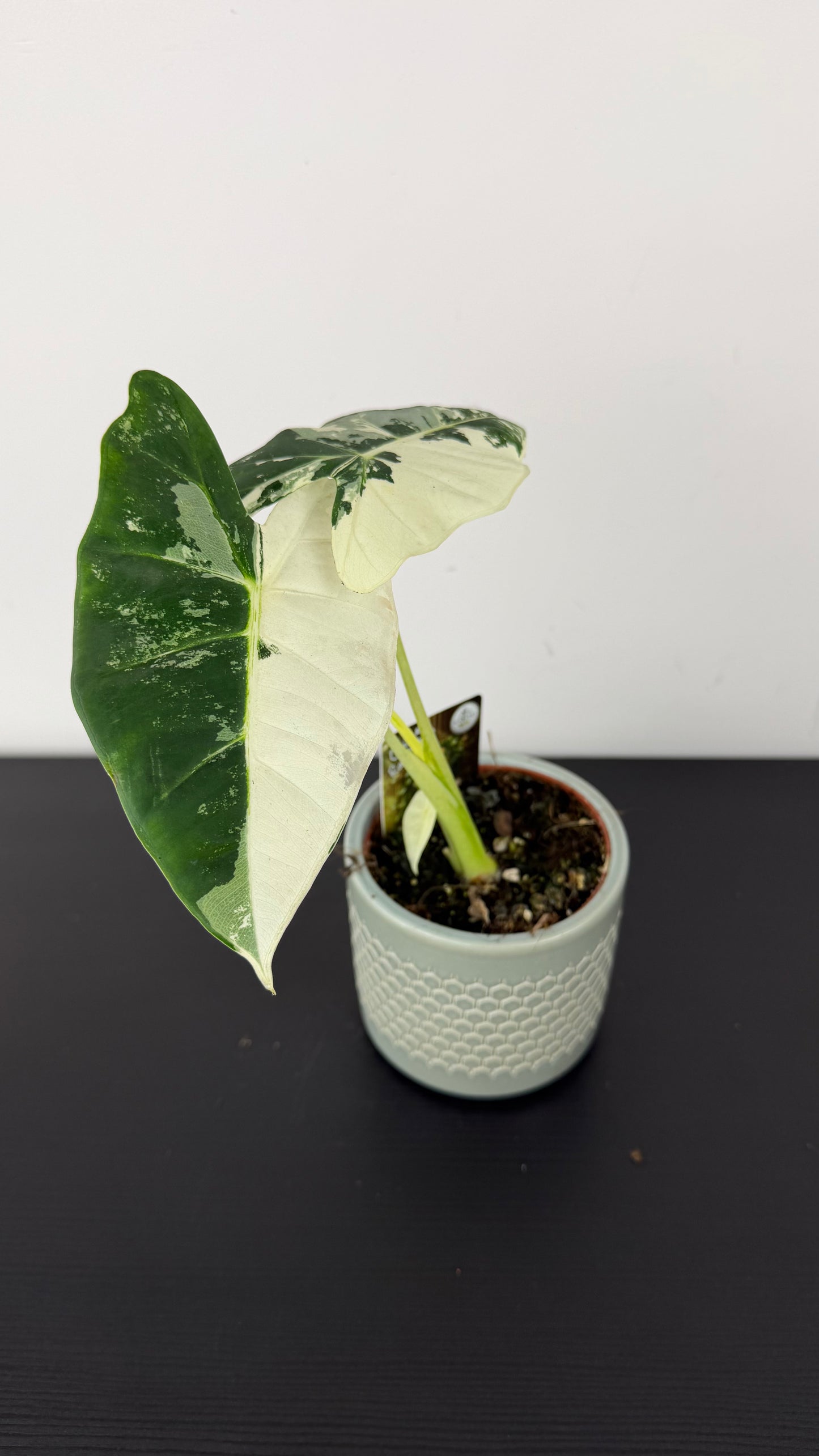 Alocasia Frydek Variegata