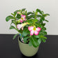 Adenium obesum Pink Star