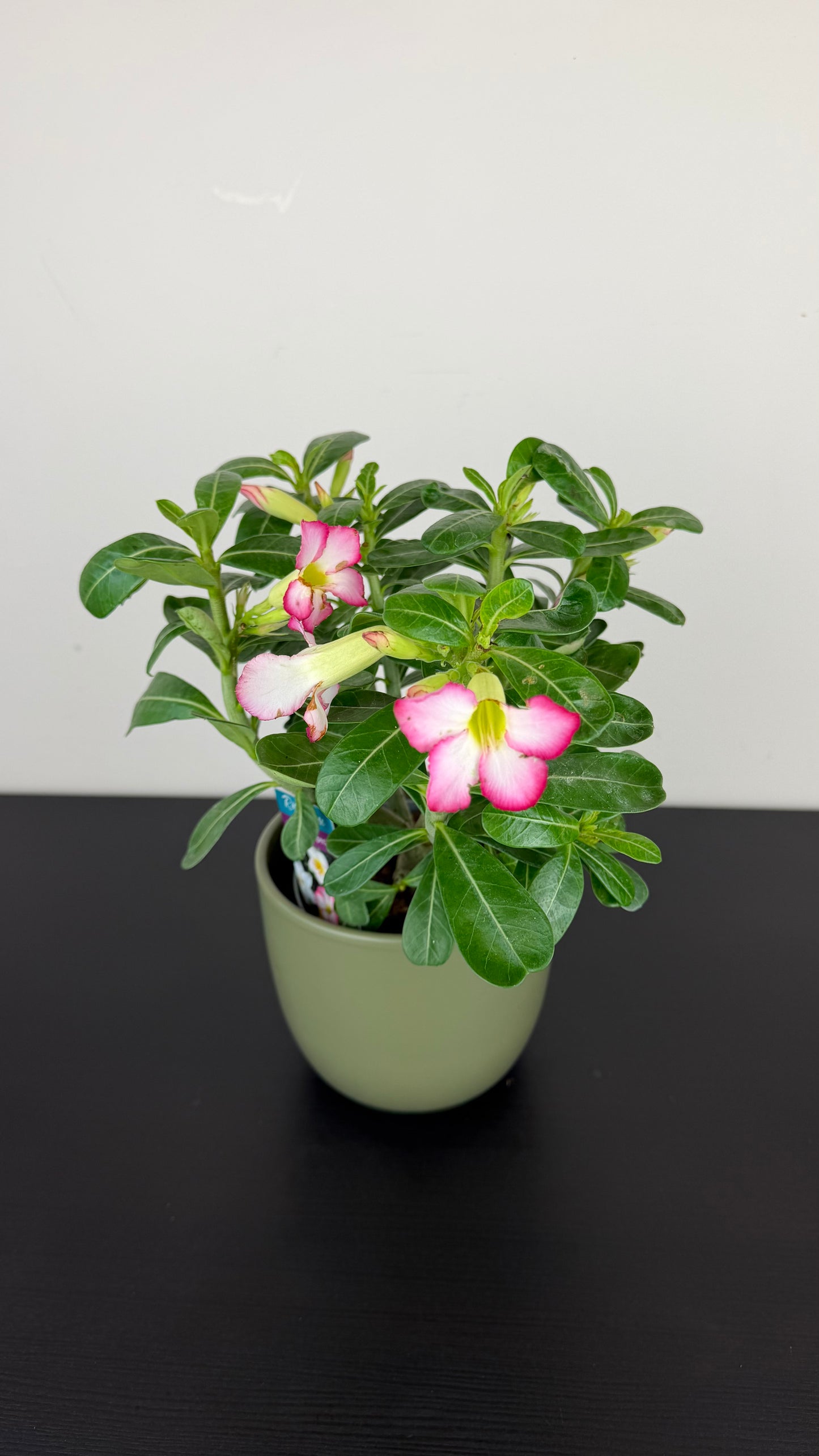 Adenium obesum Pink Star