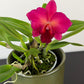 Cattleya 1