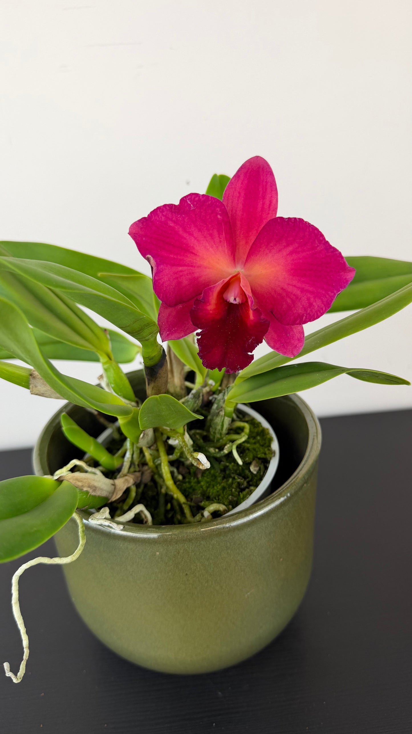 Cattleya 1