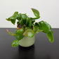 Rhipsalis Rubra