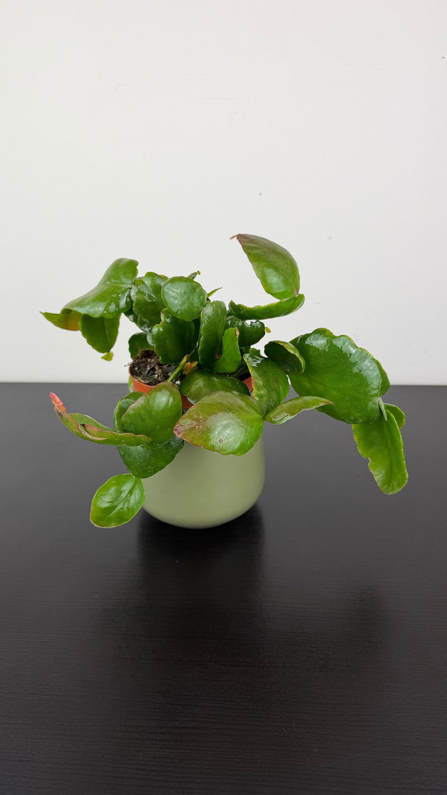Rhipsalis Rubra