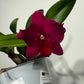 Cattleya 2