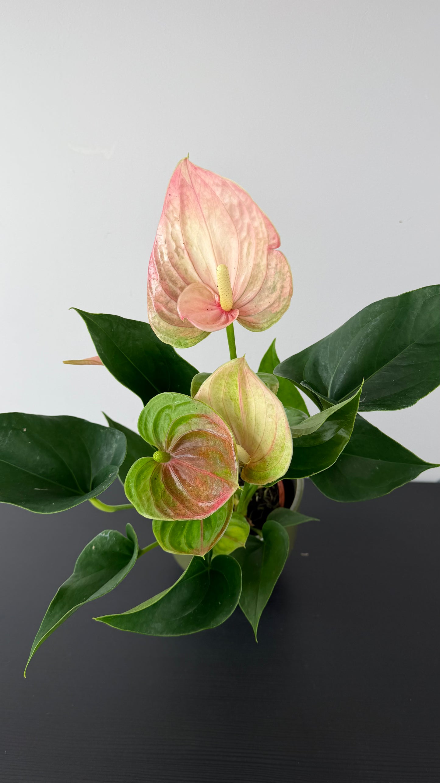 Anthurium Pink/white