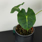 Alocasia micholitziana Round Type