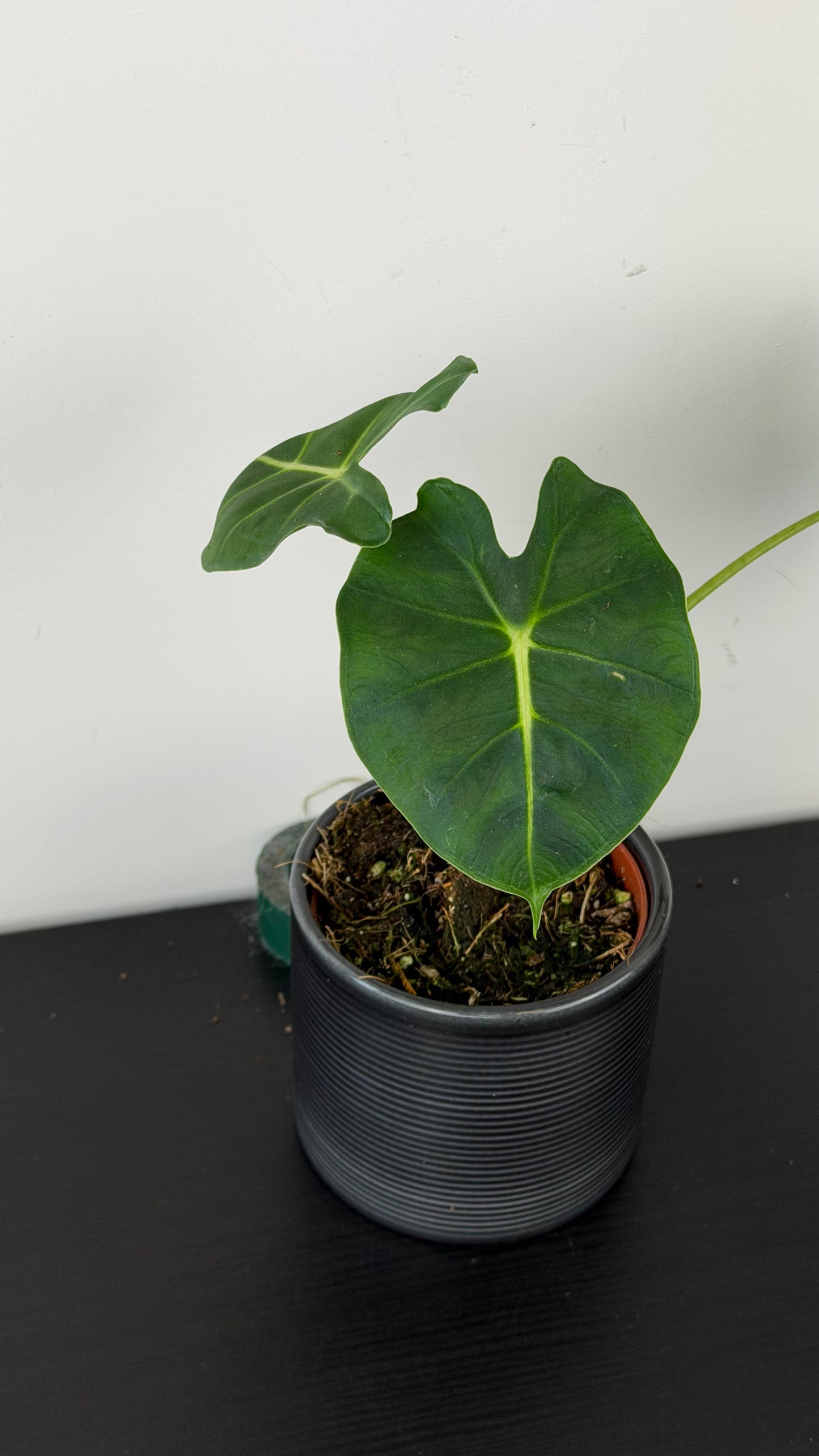 Alocasia micholitziana Round Type