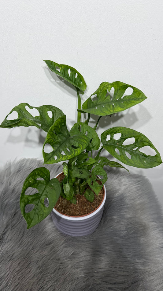 Monstera Adansonii