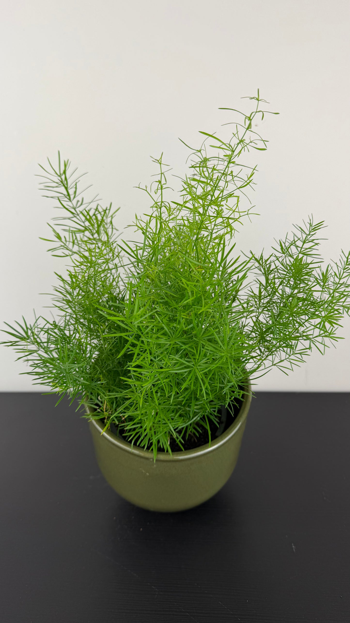 Asparagus Sprengeri