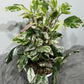 Hibiscus rosa-sinensis 'Variegata'
