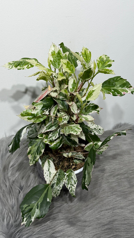 Hibiscus rosa-sinensis 'Variegata'