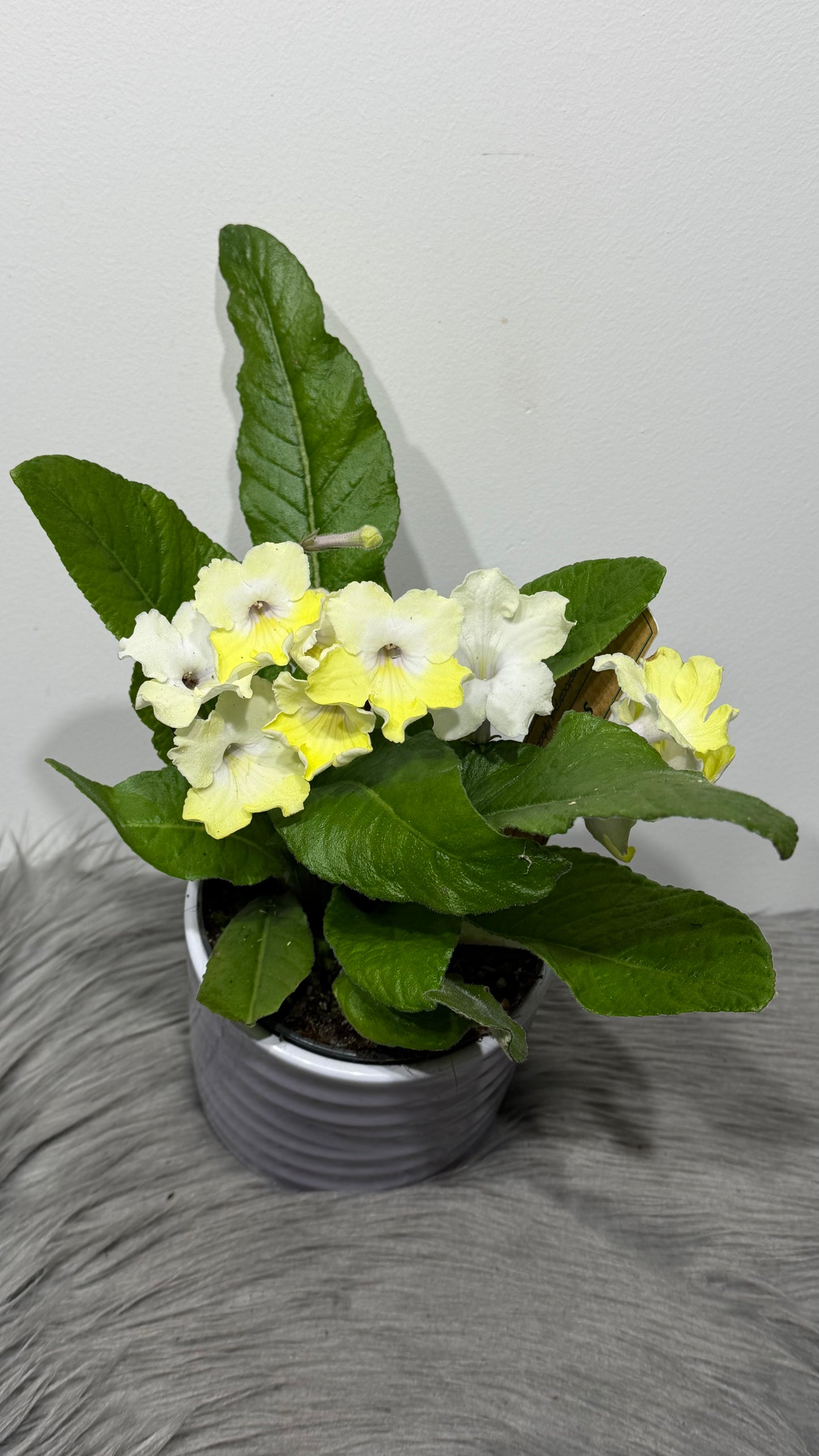 Streptocarpus 3
