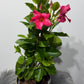 Mandevilla Coral Pink