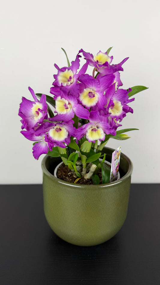 Dendrobium Nobile