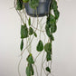 Hoya imbricata