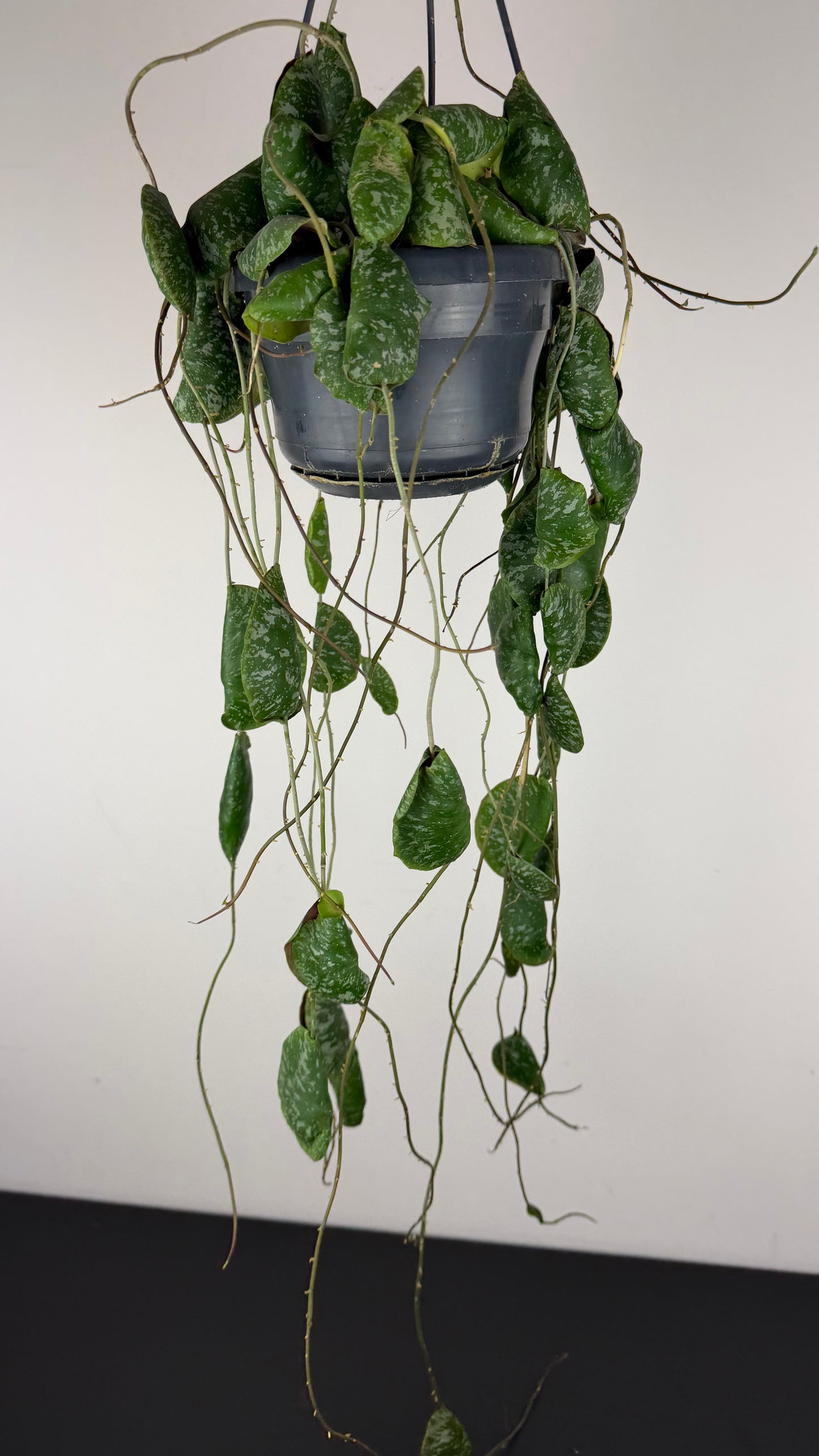 Hoya imbricata