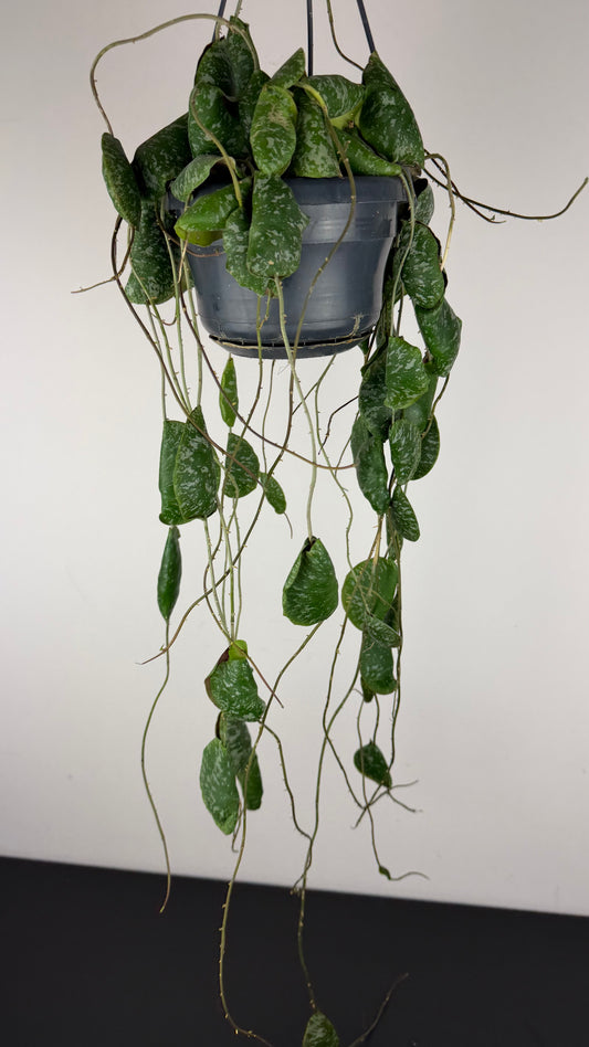 Hoya imbricata