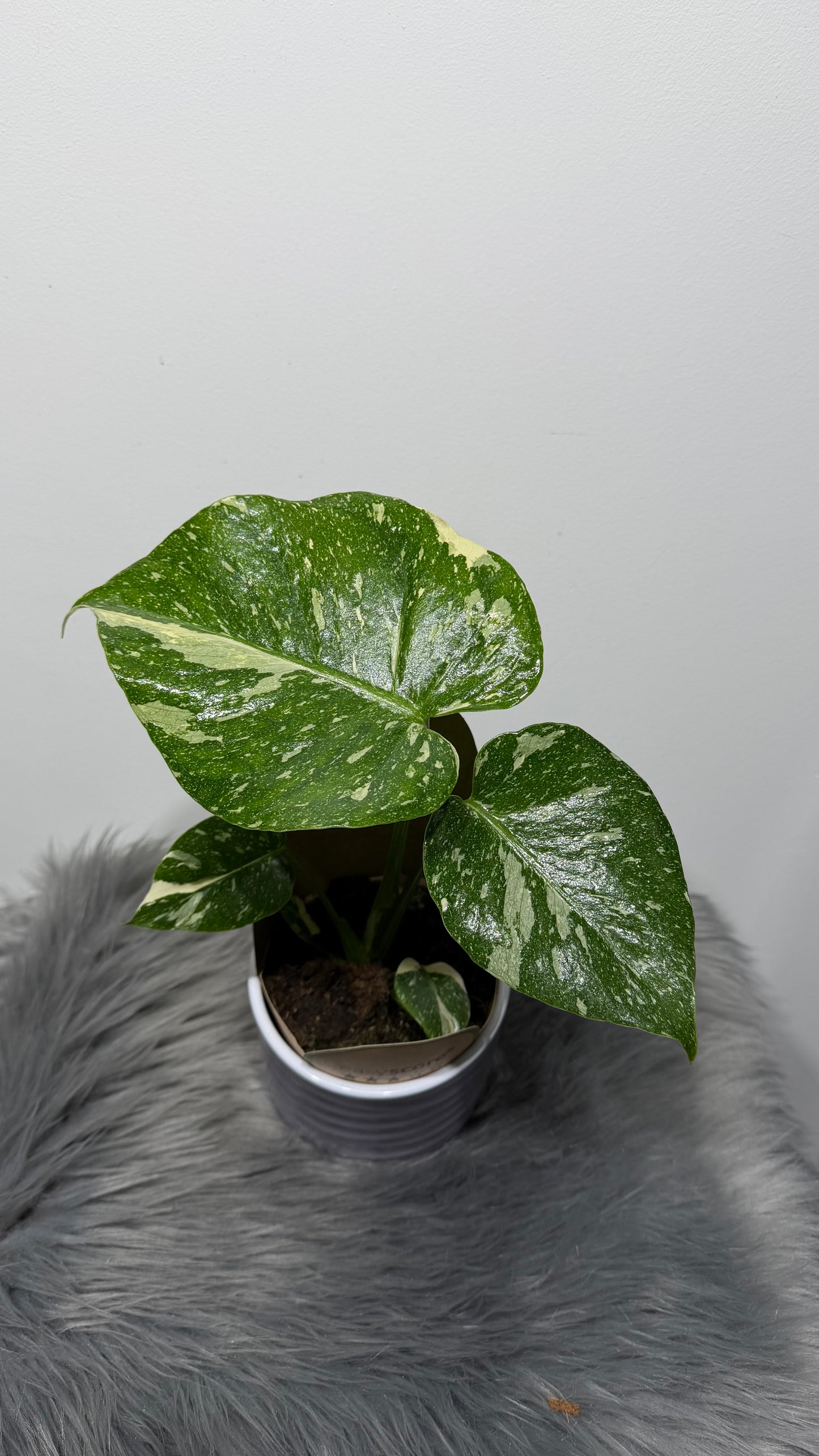 Monstera Thai Constellation