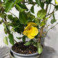 Mandevilla Opale Citrine