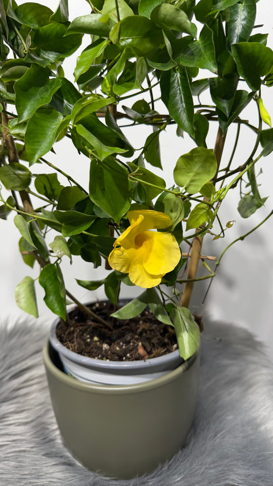 Mandevilla Opale Citrine