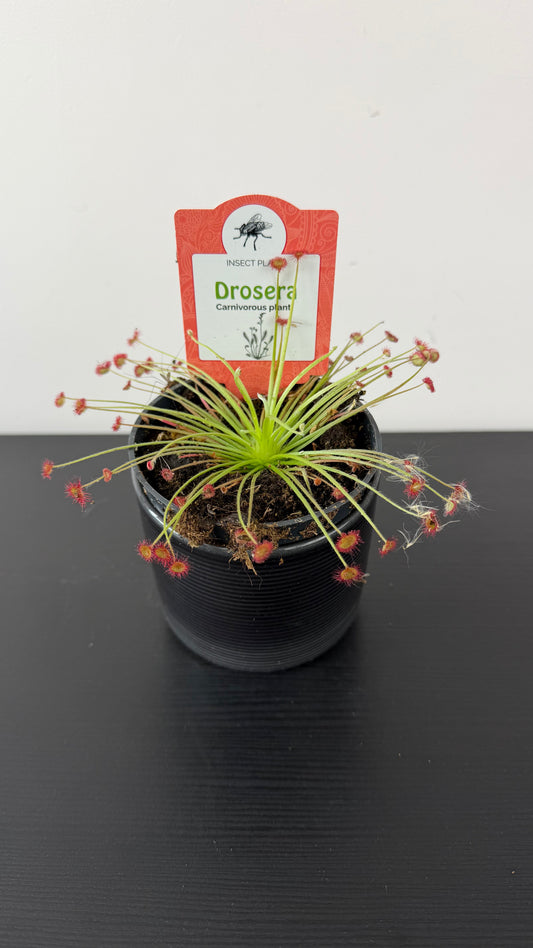 Drosera 3