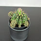 Gymnocalycium Green
