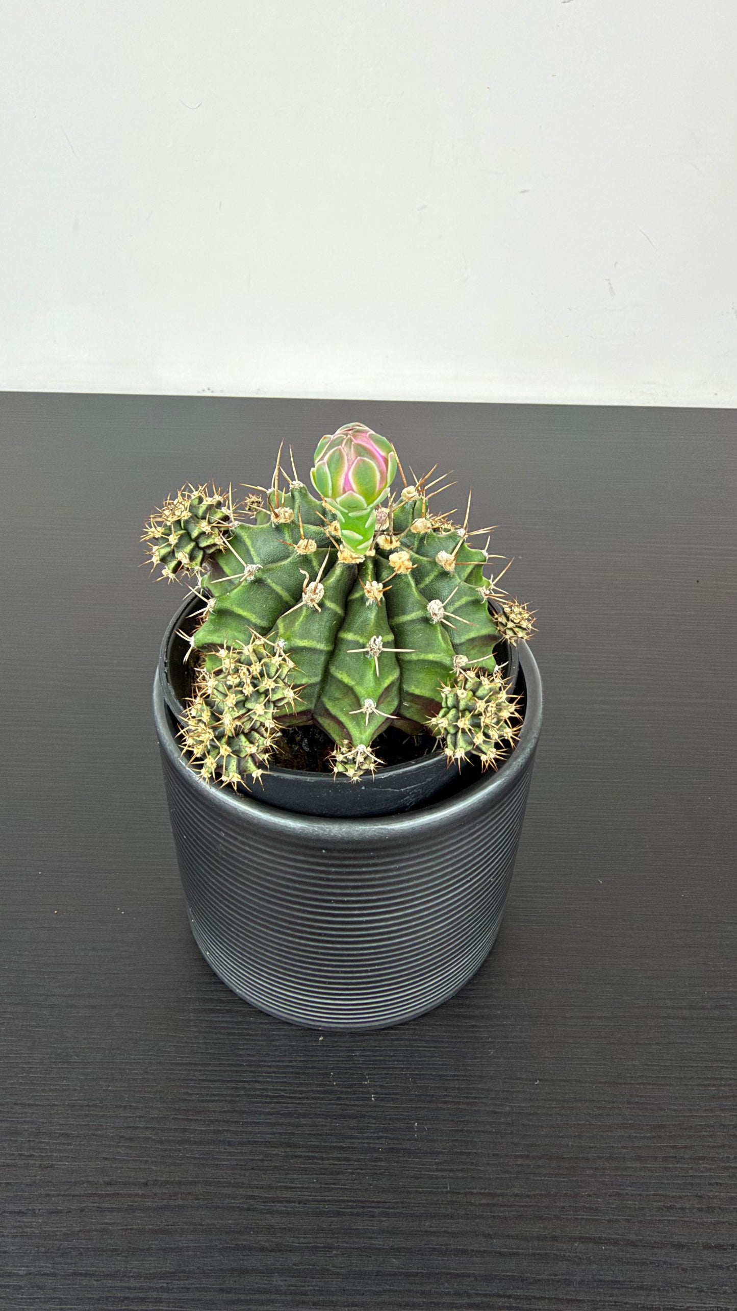 Gymnocalycium Green
