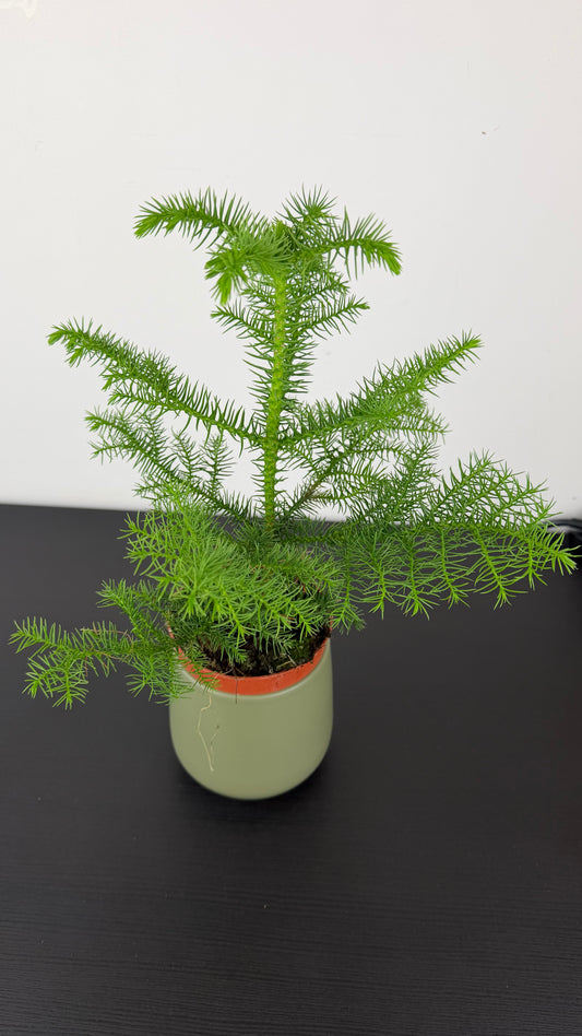 Araucaria Heterophyl