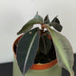 Labisia Pumila