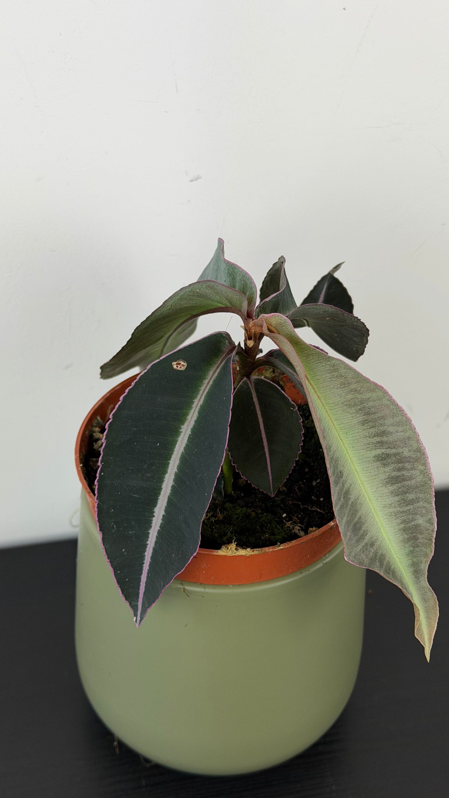 Labisia Pumila