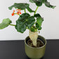 Jatropha Podagrica