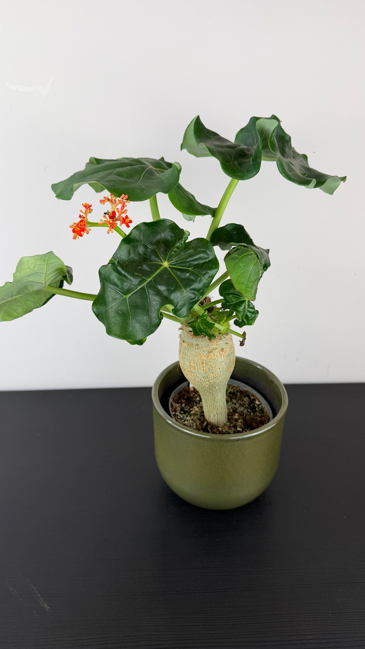 Jatropha Podagrica