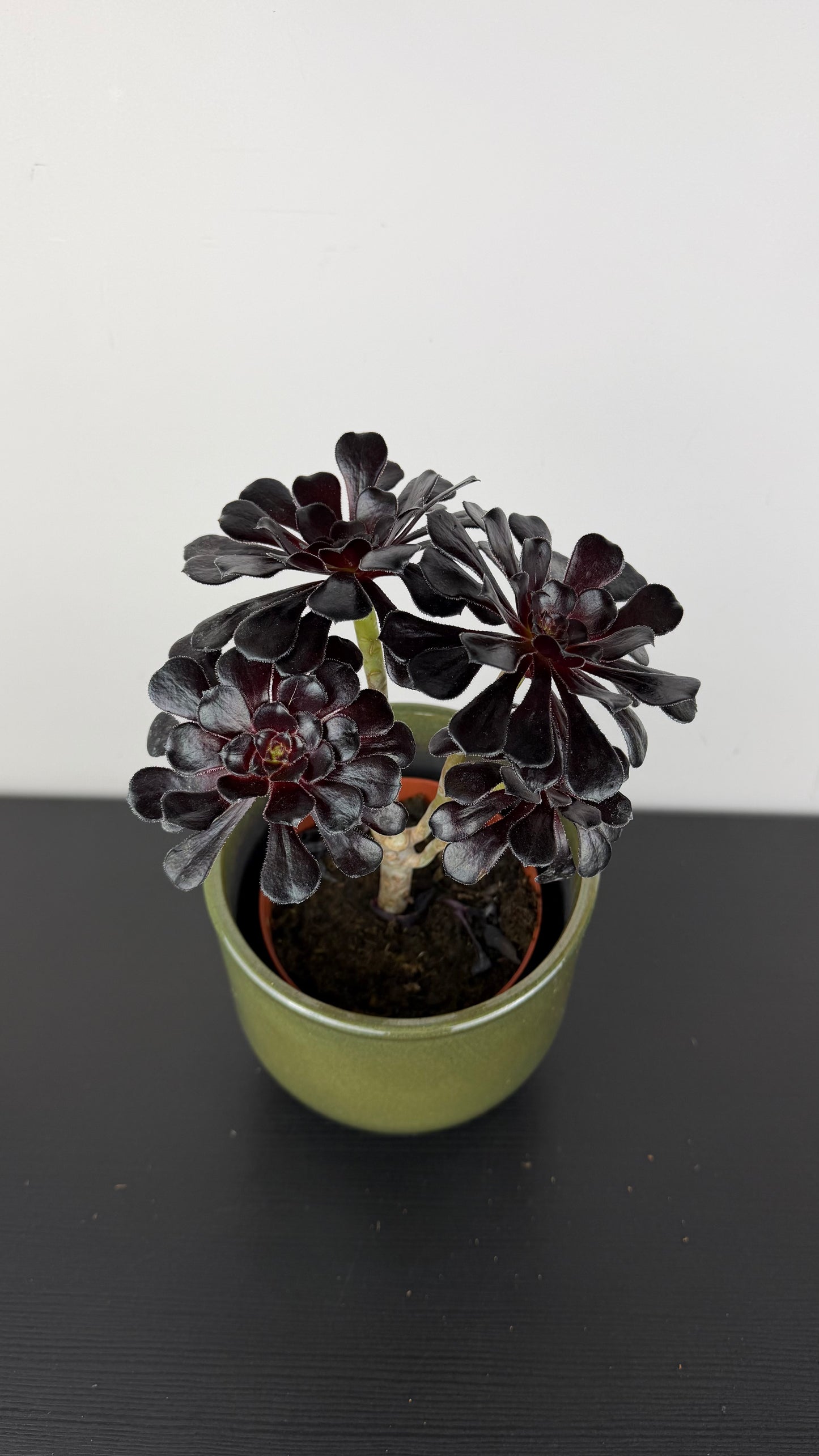 Aeonium Arboreum
