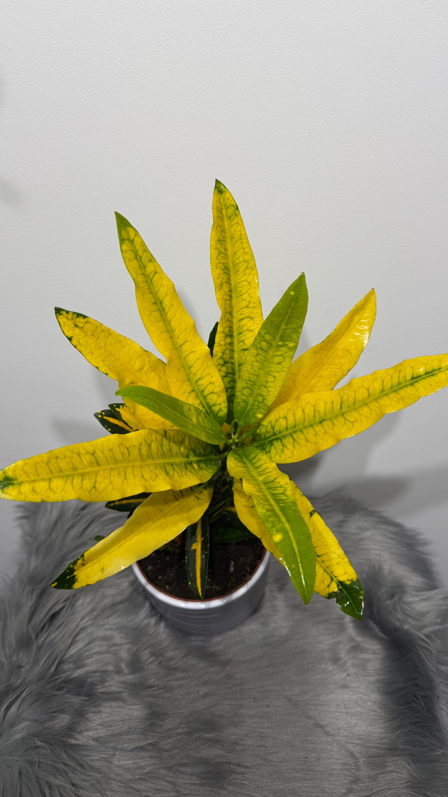 Codiaeum Sunny Star