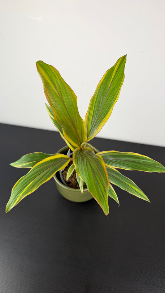 Cordyline 1