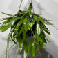 Pseudorhipsalis Ramulosa