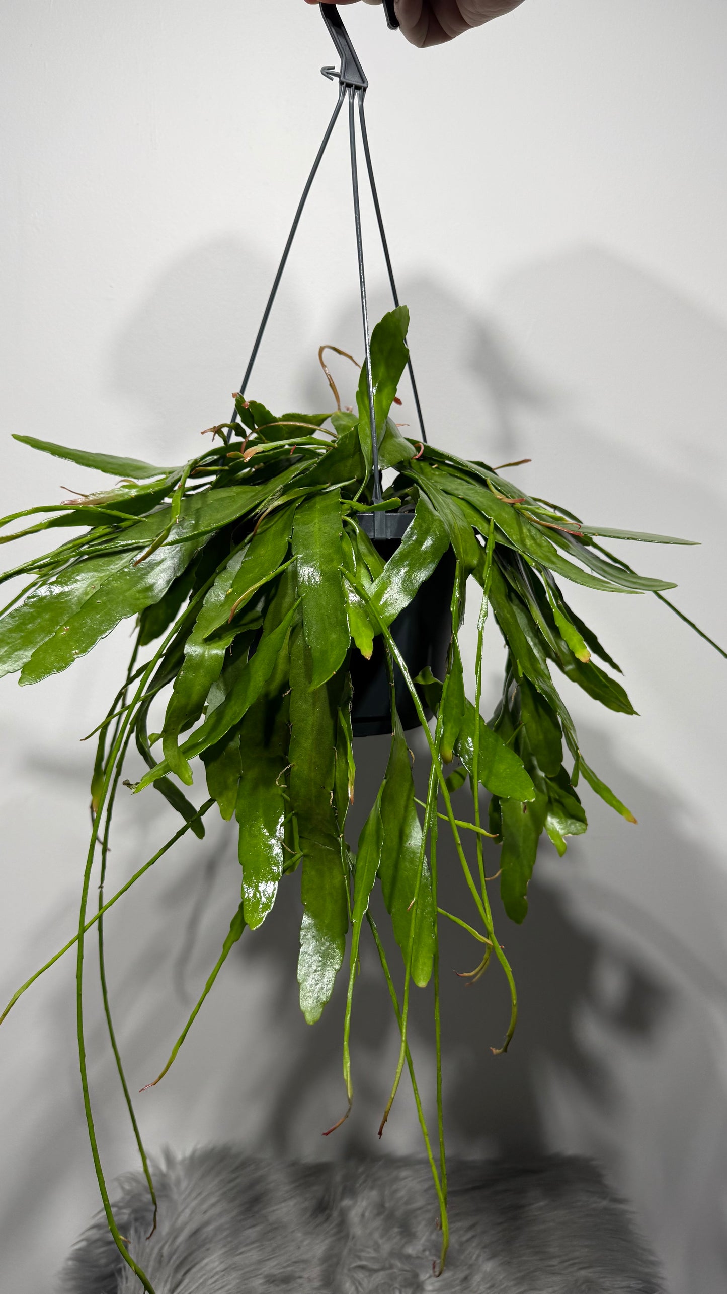 Pseudorhipsalis Ramulosa