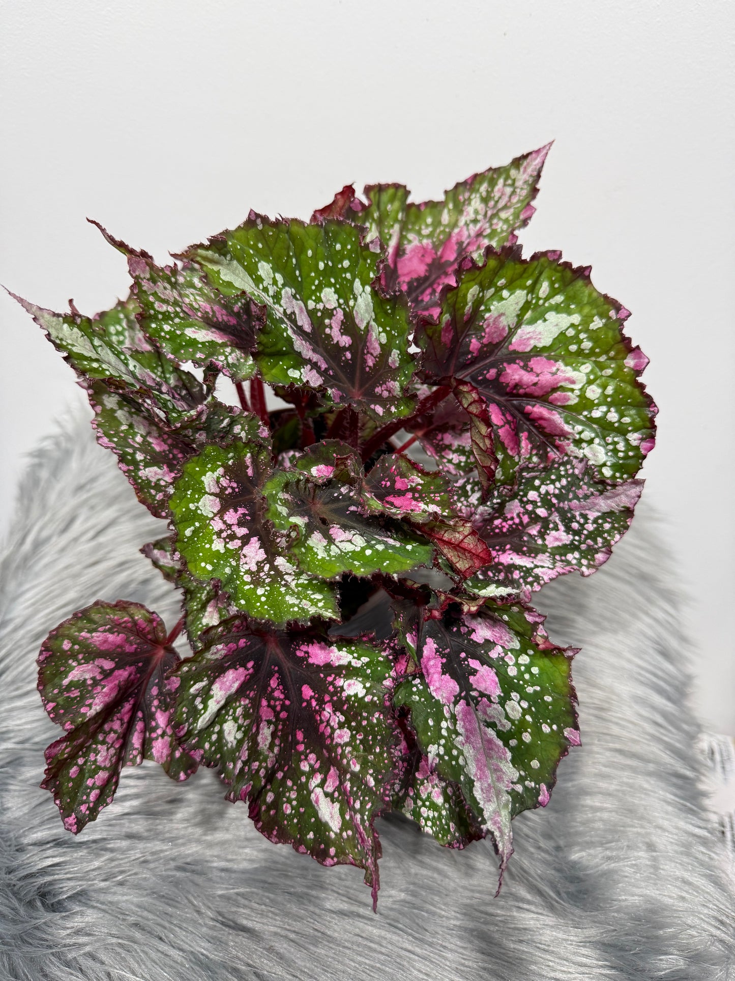 Begonia Beleaf 4