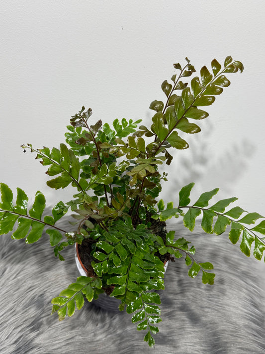 Fern 4