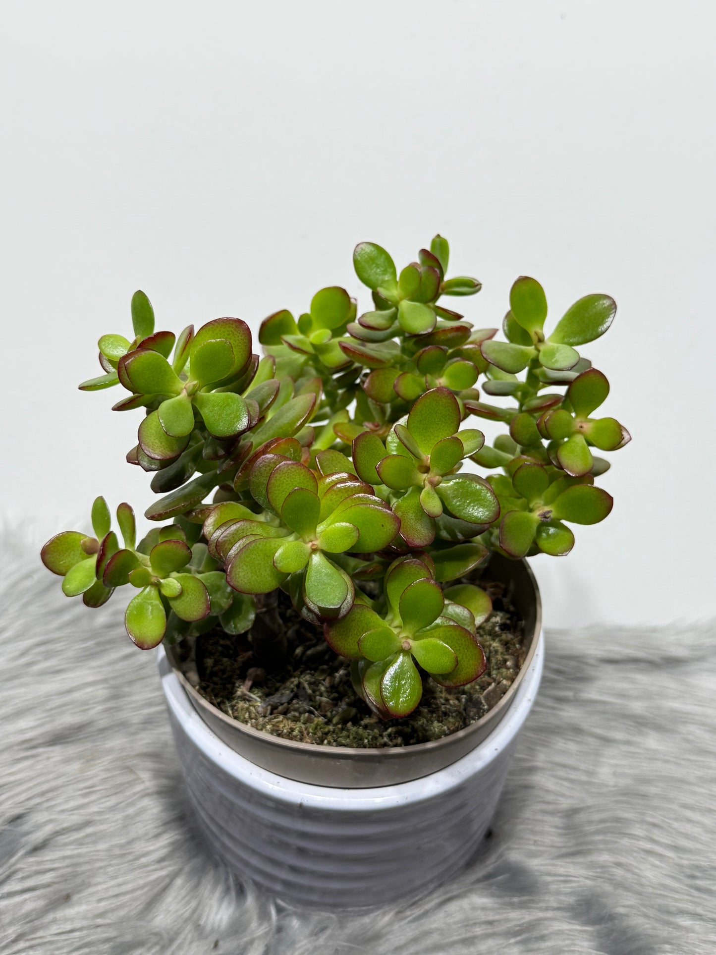 Crassula 2
