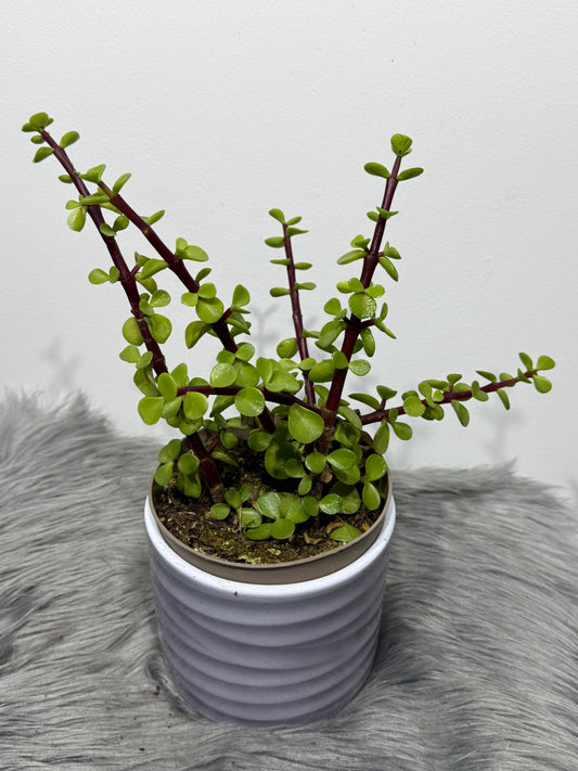Crassula 7