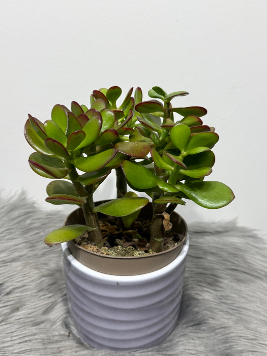 Crassula 8