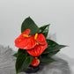 Anthurium Orange